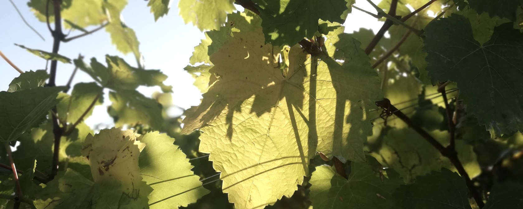 Trauben, © Deutsch LuxemburgischeTourist Info Trauben, © Deutsch LuxemburgischeTourist Info