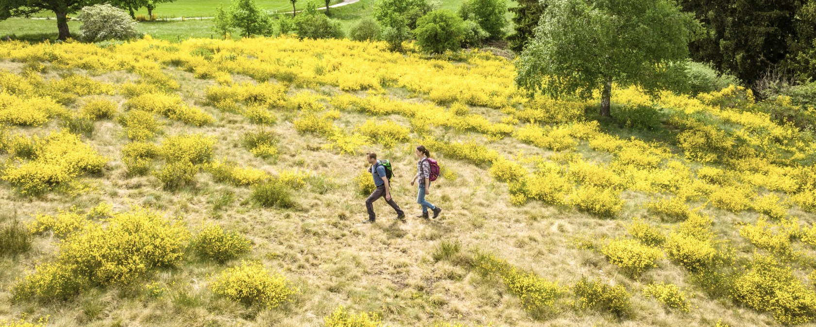 Deux randonneurs traversent un paysage de genêts jaunes en fleurs, entourés de prairies et d'arbres verts., © Eifel Tourismus GmbH, Dominik Ketz Deux randonneurs traversent un paysage de genêts jaunes en fleurs, entourés de prairies et d'arbres verts., © Eifel Tourismus GmbH, Dominik Ketz