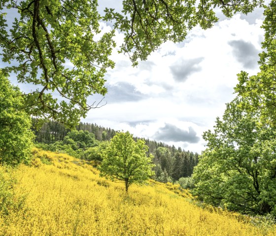 Des champs de genêts lumineux dans l'Eifel, entourés d'arbres verts et d'un ciel nuageux., © Eifel Tourismus GmbH, Dominik Ketz Des champs de genêts lumineux dans l'Eifel, entourés d'arbres verts et d'un ciel nuageux., © Eifel Tourismus GmbH, Dominik Ketz