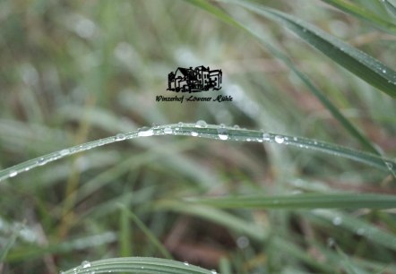 Winzerin trifft Käserin, © Vinofactur Löwener Mühle Winzerin trifft Käserin, © Vinofactur Löwener Mühle