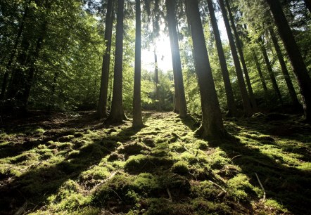 Wandeling door het bos op de Meulenwaldroute, © Eifel Tourismus GmbH/D. Ketz Wandeling door het bos op de Meulenwaldroute, © Eifel Tourismus GmbH/D. Ketz