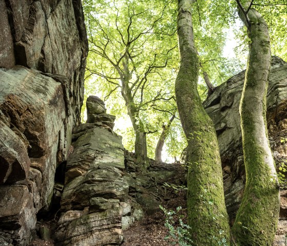 Des arbres couverts de mousse et des formations rocheuses impressionnantes dans une forêt dense. La lumière du soleil filtre à travers la canopée et illumine la scène., © Eifel Tourismus, Dominik Ketz Des arbres couverts de mousse et des formations rocheuses impressionnantes dans une forêt dense. La lumière du soleil filtre à travers la canopée et illumine la scène., © Eifel Tourismus, Dominik Ketz
