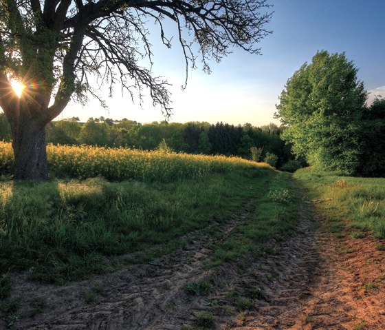 Ein Feldweg führt durch eine grüne Landschaft mit blühenden Feldern und Bäumen. Die Sonne scheint durch die Äste eines Baumes., © Naturpark Südeifel, Charly Schleder Ein Feldweg führt durch eine grüne Landschaft mit blühenden Feldern und Bäumen. Die Sonne scheint durch die Äste eines Baumes., © Naturpark Südeifel, Charly Schleder