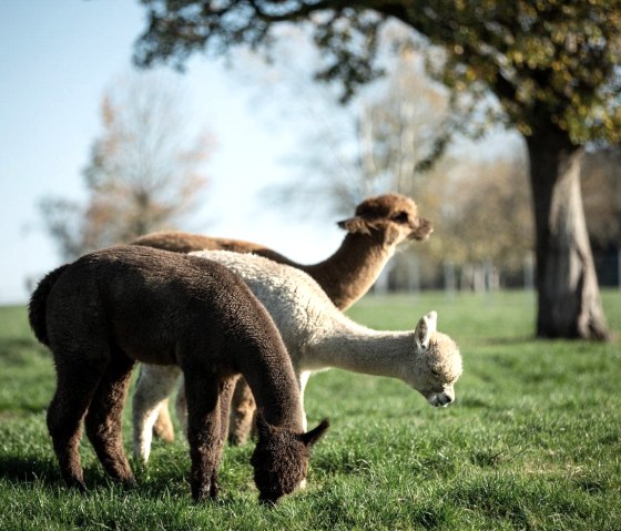 Alpaka, © Schiltzhof Alpaka, © Schiltzhof