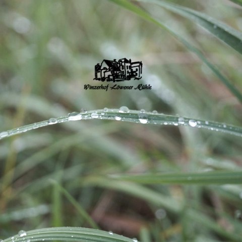 Winzerin trifft Käserin, © Vinofactur Löwener Mühle Winzerin trifft Käserin, © Vinofactur Löwener Mühle