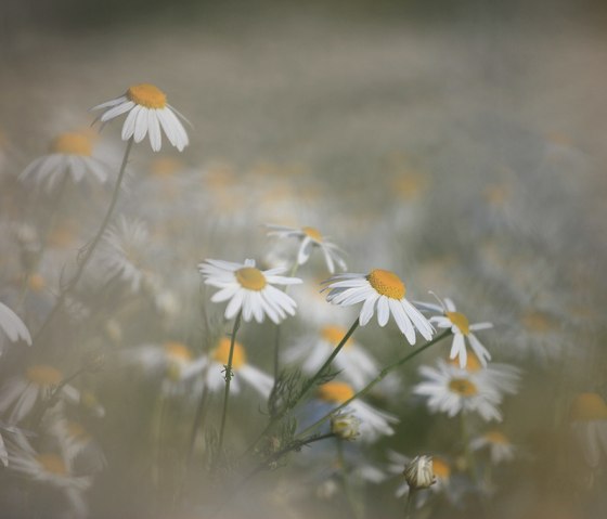 Gänseblümchen mit weißen Blütenblättern und gelben Zentren auf einer Wiese, unscharfer Hintergrund., © Naturpark Südeifel, C. Schleder Gänseblümchen mit weißen Blütenblättern und gelben Zentren auf einer Wiese, unscharfer Hintergrund., © Naturpark Südeifel, C. Schleder