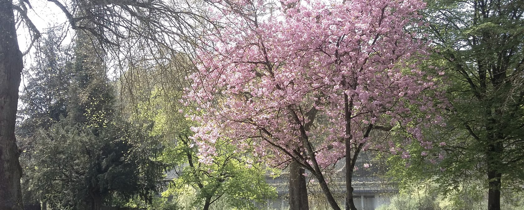 Langsur, © Robert Thiel Langsur, © Robert Thiel