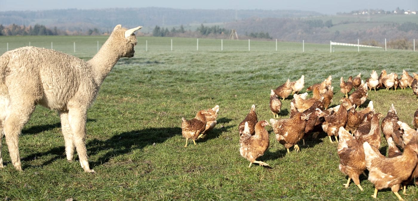 Wiese, © Schiltzhof Wiese, © Schiltzhof