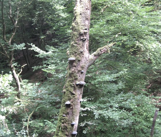 tree, © Deutsch Luxemburgische Tourist Info tree, © Deutsch Luxemburgische Tourist Info