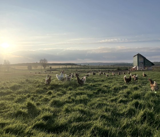 Wiese 2, © Schiltzhof Wiese 2, © Schiltzhof