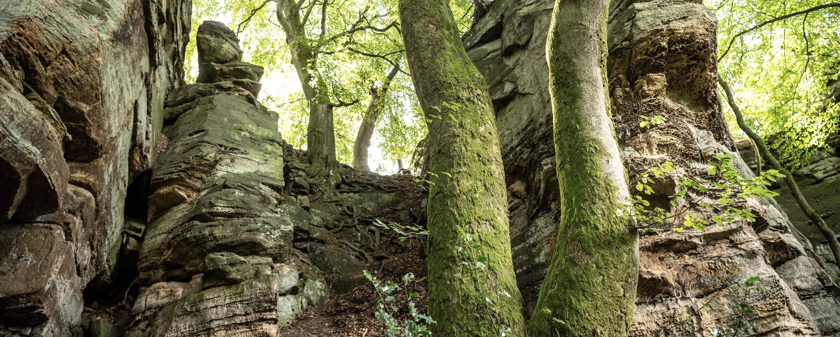 Des arbres couverts de mousse et des formations rocheuses impressionnantes dans une forêt dense. La lumière du soleil filtre à travers la canopée et illumine la scène., © Eifel Tourismus, Dominik Ketz Des arbres couverts de mousse et des formations rocheuses impressionnantes dans une forêt dense. La lumière du soleil filtre à travers la canopée et illumine la scène., © Eifel Tourismus, Dominik Ketz