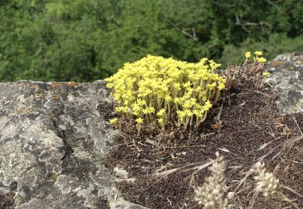 Blumen, © Geissler Blumen, © Geissler