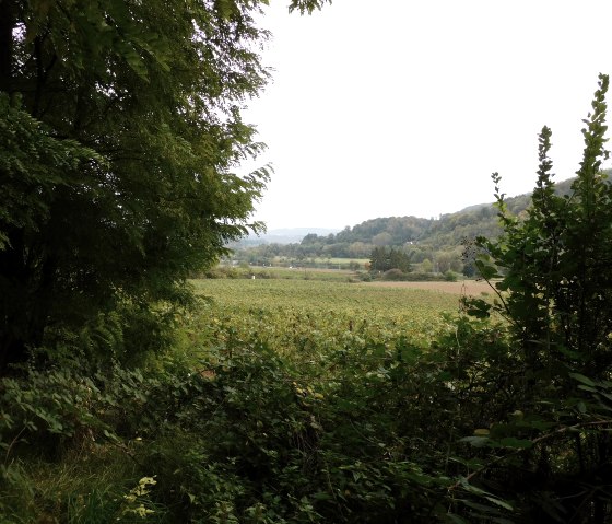 Hedgehog 5, © Nicole Zimmer Hedgehog 5, © Nicole Zimmer