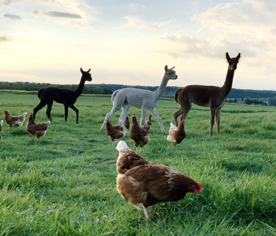 Alpaka 2, © Schiltzhof Alpaka 2, © Schiltzhof