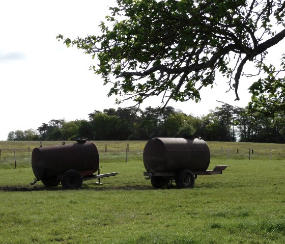 Igel 2, © Nicole Zimmer Igel 2, © Nicole Zimmer