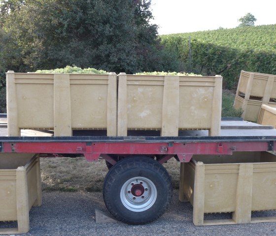 Vineyards, © Deutsch-Luxemburgische Tourist-Information Vineyards, © Deutsch-Luxemburgische Tourist-Information