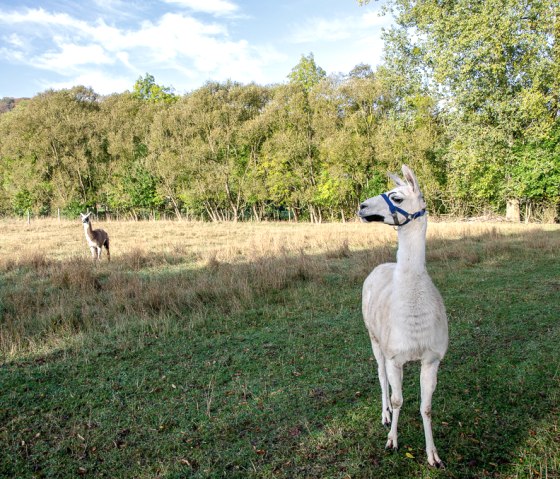 Deux lamas se tiennent dans une prairie verte devant une forêt dense. L'un des lamas porte un licol bleu., © TI Bitburger Land Deux lamas se tiennent dans une prairie verte devant une forêt dense. L'un des lamas porte un licol bleu., © TI Bitburger Land