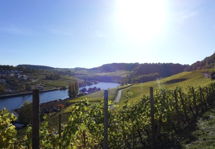 Weinberg, © Deusch Luxemburgische Tourist Information Weinberg, © Deusch Luxemburgische Tourist Information