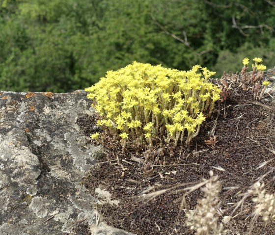 Blumen, © Geissler Blumen, © Geissler