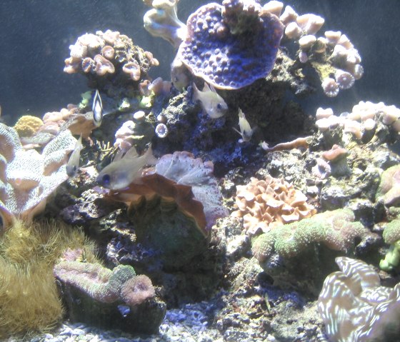 Aquarium, © Aquarium Wasserbillig (Luxemburg) Aquarium, © Aquarium Wasserbillig (Luxemburg)