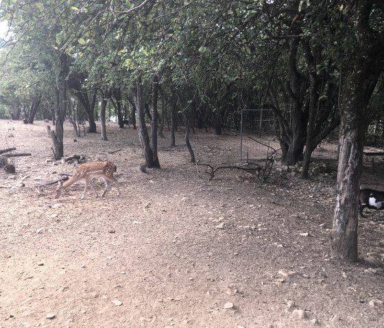 wasserbillig-f, © Deutsch Luxemburgische Tourist Info wasserbillig-f, © Deutsch Luxemburgische Tourist Info