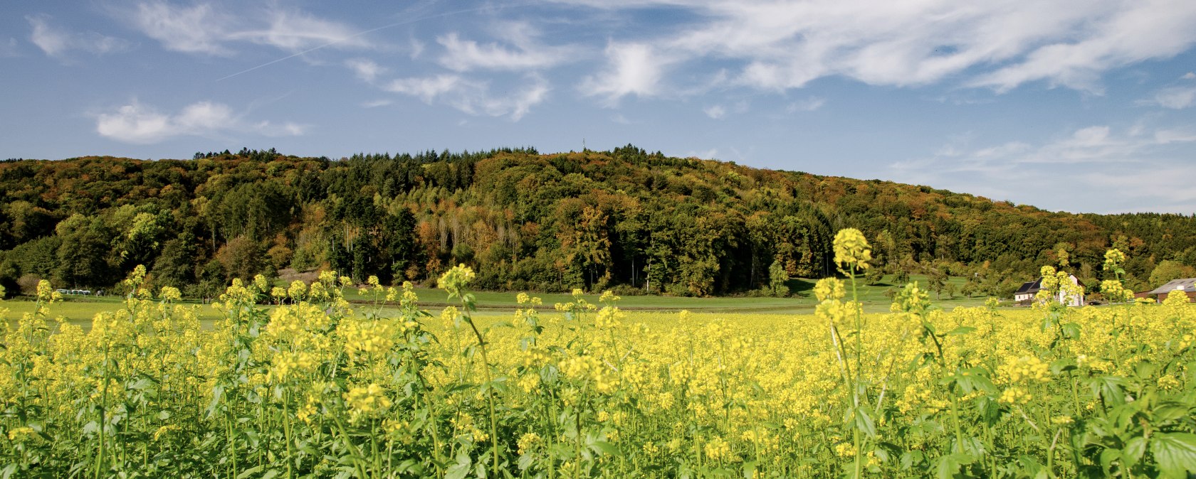 Champ de fleurs jaunes devant une colline boisée, ciel bleu avec des nuages blancs. Paysage pittoresque sur la montagne de Wolsfeld., © TI Bitburger Land Champ de fleurs jaunes devant une colline boisée, ciel bleu avec des nuages blancs. Paysage pittoresque sur la montagne de Wolsfeld., © TI Bitburger Land
