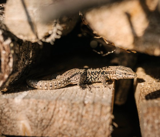 Echse, © Geissler Echse, © Geissler