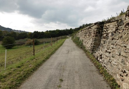 Hedgehog 5, © Nicole Zimmer Hedgehog 5, © Nicole Zimmer