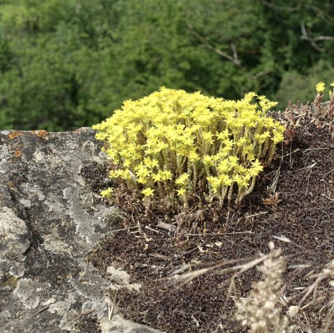 Blumen, © Geissler Blumen, © Geissler