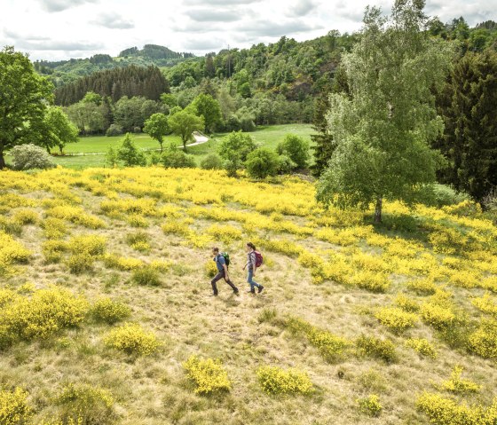 Deux randonneurs traversent un paysage de genêts jaunes en fleurs, entourés de prairies et d'arbres verts., © Eifel Tourismus GmbH, Dominik Ketz Deux randonneurs traversent un paysage de genêts jaunes en fleurs, entourés de prairies et d'arbres verts., © Eifel Tourismus GmbH, Dominik Ketz