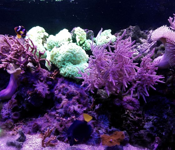 Aquarium 4, © Deutsch Luxemburgische Tourist Information