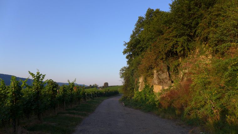 Ein malerischer Weg entlang von Weinreben, umgeben von sanften Hügeln. Der Himmel ist klar und blau, während die Sonne sanft scheint.