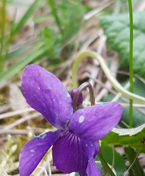 Eine lila Blume mit zarten Blütenblättern wächst im Gras. Umgeben von grünen Blättern und natürlichen Pflanzen.