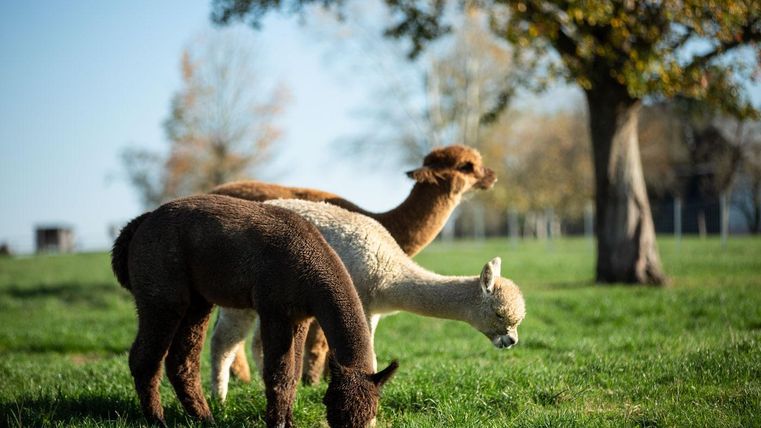 Drei Alpakas grasen auf einer grünen Wiese. Im Hintergrund sind Bäume und ein blauer Himmel zu sehen.