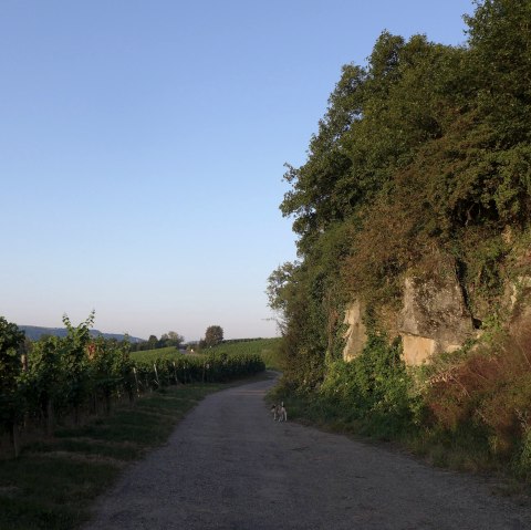 Weinberg, © Deutsch LuxemburgischeTourist Info