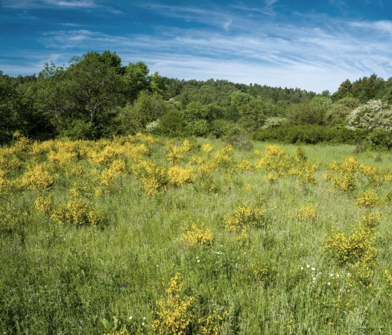Des buissons de gen&ecirc;ts jaunes fleurissent dans une prairie verte, entour&eacute;e d'arbres, sous un ciel bleu clair sur le plateau de Dreiborn., &copy; Dominik Ketz - Stadt Schleiden