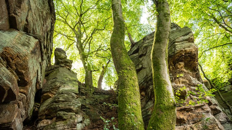 Blick auf moosbewachsene Bäume und Felsen in einem Waldgebiet.