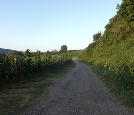 vineyard, &copy; Deutsch Luxemburgische Tourist Information