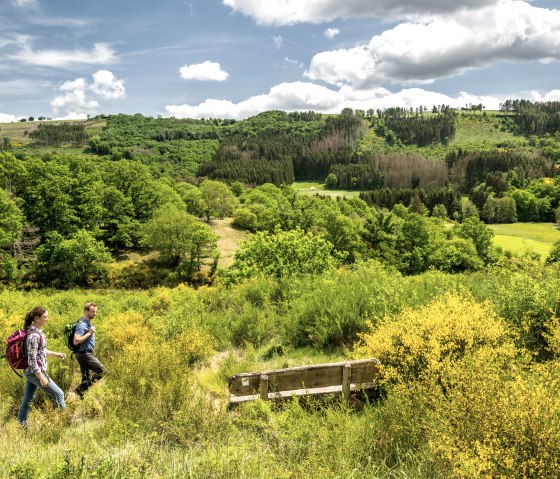 Stralende velden met brem in de Eifel, omringd door groene bomen., © Eifel Tourismus GmbH, Dominik Ketz