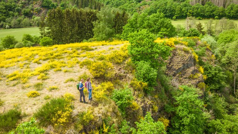 Zwei Wanderer stehen auf einem mit gelbem Ginster bewachsenen Hügel mit Blick auf eine grüne Waldlandschaft.