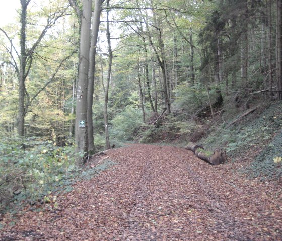 dense forest area, &copy; Deutsch Luxemburgische Tourist Info