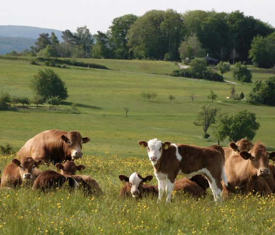Hérisson 2, © Deutsch-Luxemburgische Tourist-Information