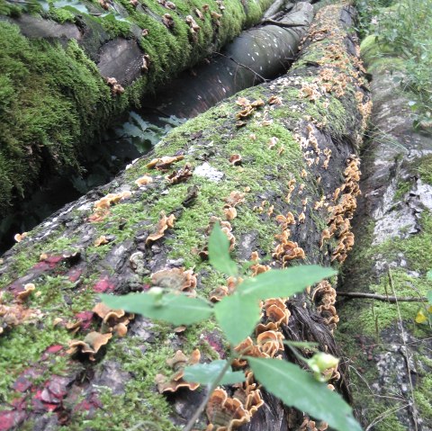 arbre2, &copy; Deutsch Luxemburgische Tourist Info