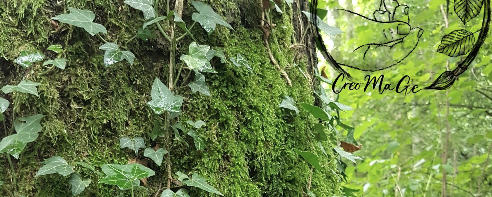 Wald- und Wiesenführung, © Marlies Gerten-Briel
