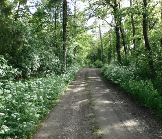 Hérisson 2, © Deutsch-Luxemburgische Tourist-Information