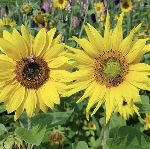 Blumen, © Anne Hilker