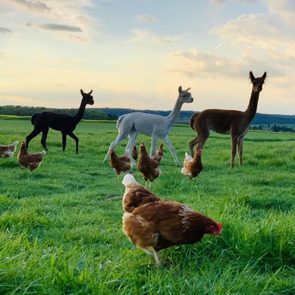 Eine friedliche Wiese mit Alpakas und Hühnern. Der Himmel ist klar und die Umgebung ist grün.
