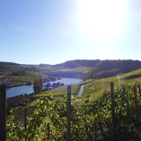 wijngaarden, &copy; Deutsch Luxemburgische Tourist Info