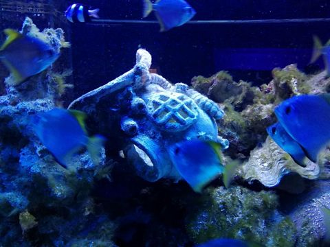 Ein farbenfrohes Unterwasserbild mit blauen Fischen, die um eine verfallene Krugfigur schwimmen. Die Szene ist lebhaft und vermittelt ein Gefühl von maritimer Ruhe.