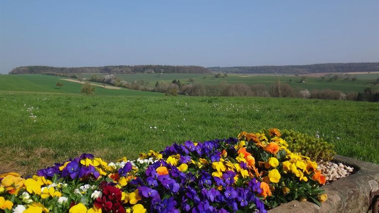 Bunte Blumen mit lila, gelben und orangefarbenen Blüten in einem Blumenbeet. Im Hintergrund erstreckt sich eine grüne Landschaft unter einem klaren Himmel.